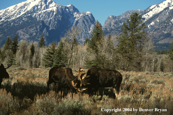 Bull moose fighting.