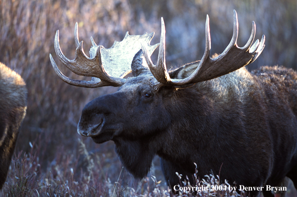 Bull moose in habitat.