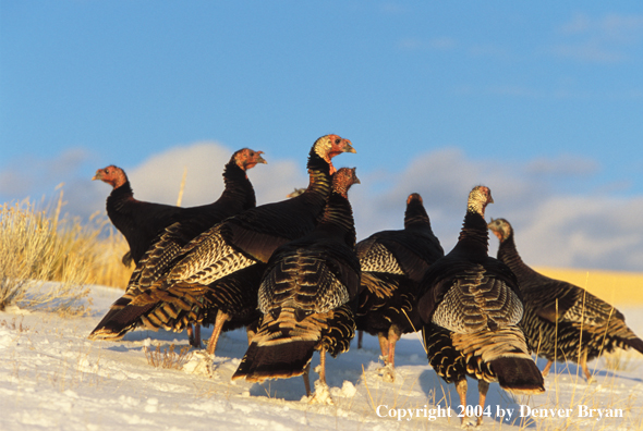 Flock of Merriam turkeys in winter.