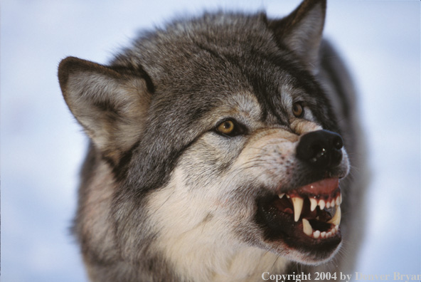 Gray wolf snarling.