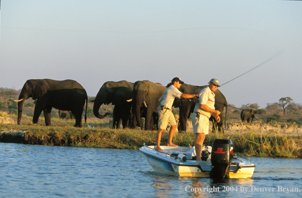 Flyfishermen casting from boat in Chobe River.  African elephants on shore. 