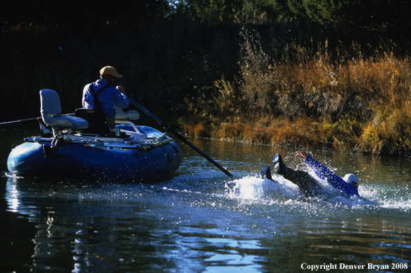 Flyfisherman falling out of boat