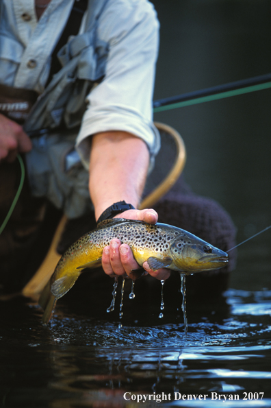 Brown Trout.