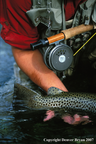 Tail of Brown Trout.