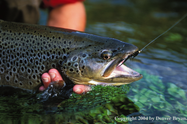 Brown trout (closeup).