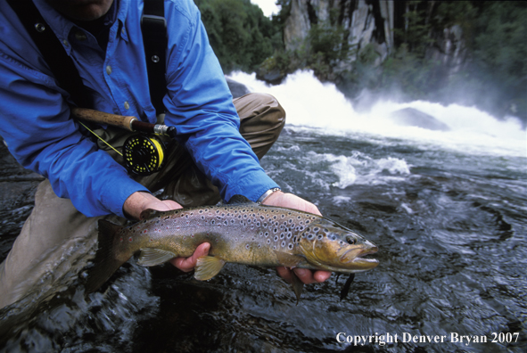 Brown Trout.