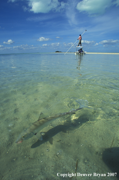 Bonefish near surface of water in front of flats boat.