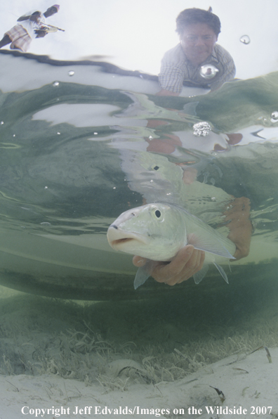 Bonefish underwater