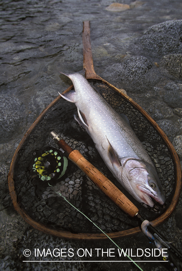 Artic char with flyfishing gear.