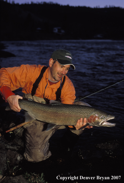 Flyfisherman releasing steelhead.