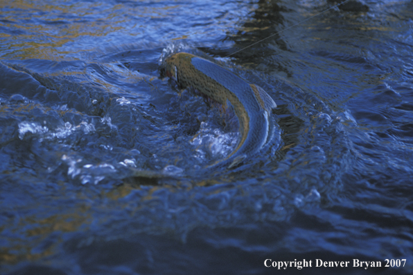 Steelhead in water being landed.