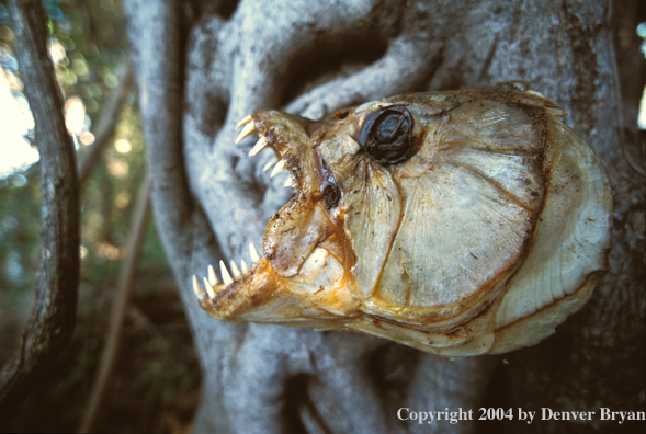 Dried tigerfish head. 