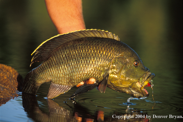 Flyfisherman with nembwe. 