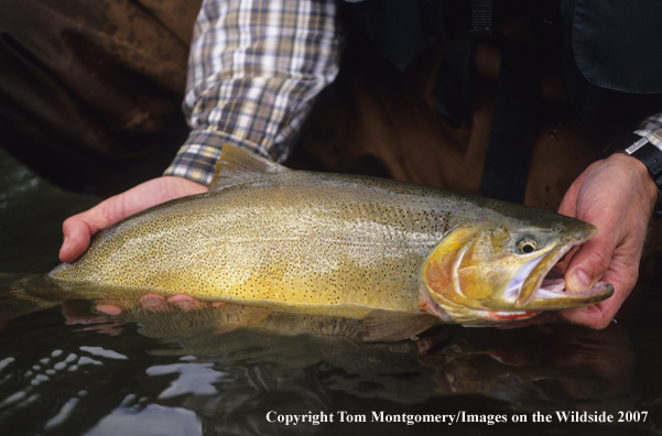 Cutthroat Trout