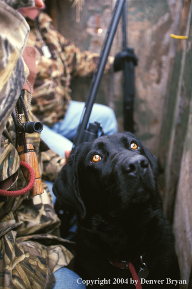 Black Labrador Retriever in blind with hunter.