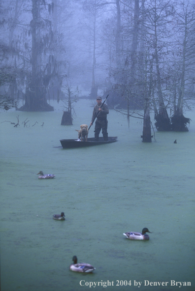 Waterfowl hunter with yellow Lab in raft. 