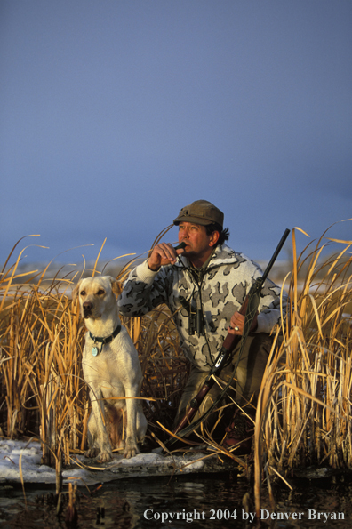 Waterfowl hunter with yellow Lab calling birds.