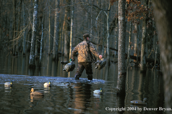 Waterfowl hunters setting decoys.