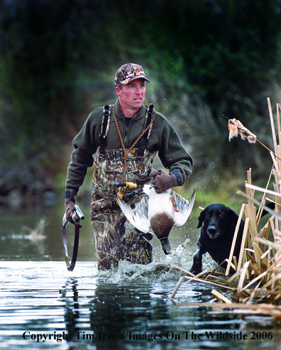 Duck hunter with bagged duck and black Labrador Retriever.