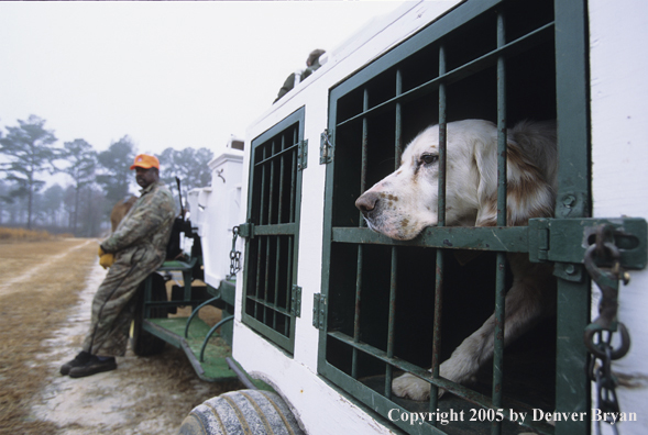 English setter in kennel on mule drawn carriage. Handler in background.