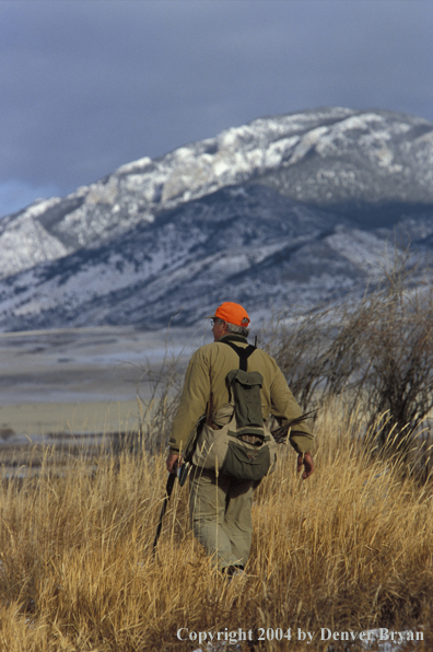 Upland bird hunter.