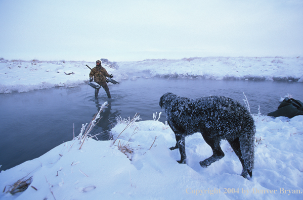 Waterfowl hunter with black Lab setting decoys. 