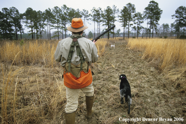 Upland bird hunter with dogs on point in field hunting for Bobwhite quail.