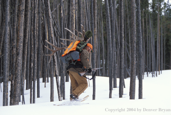 Big game hunter packing elk rack out on snowshoes.