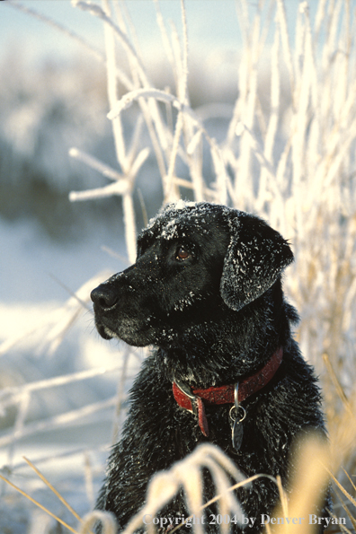 Black Labrador Retriever 