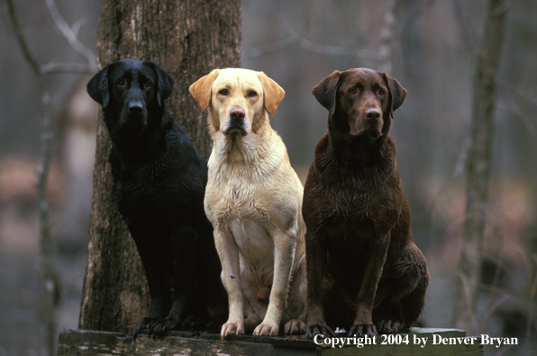 Black, chocolate, and yellow Labrador Retrievers on stand