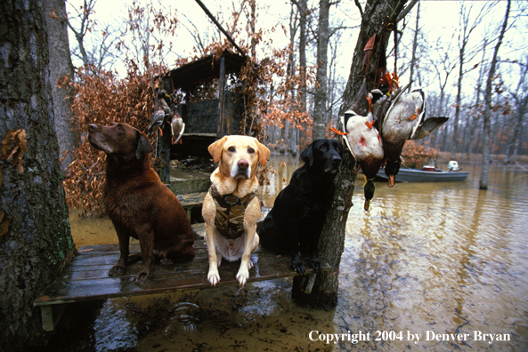 Black, chocolate, and yellow Labrador Retrievers on stand with mallards