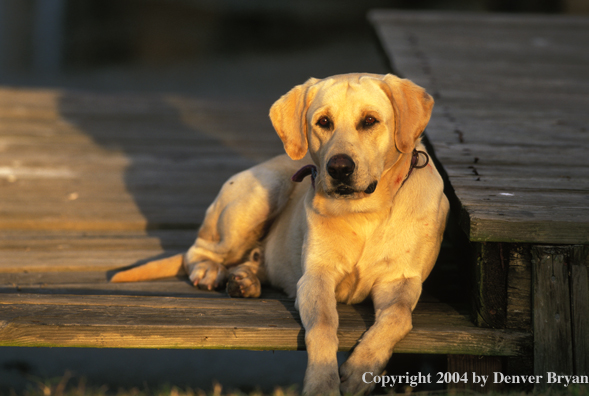 Yellow Labrador Retriever