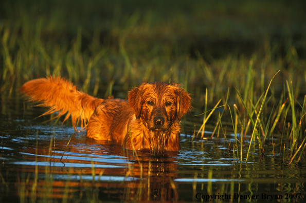 Golden Retriever in water.