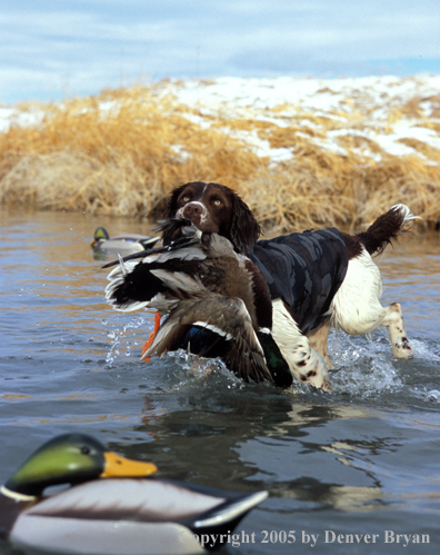 Springer spaniel retrieving downed duck.