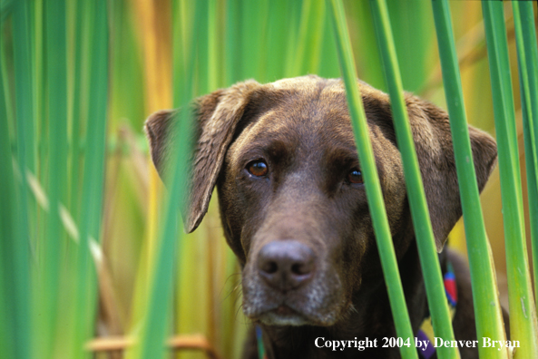 Chocolate Labrador Retriever in marsh