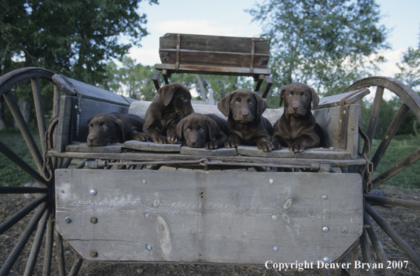 Chocolate Labrador Retriever puppies