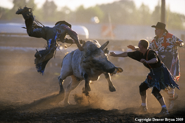 Bull riding at rodeo