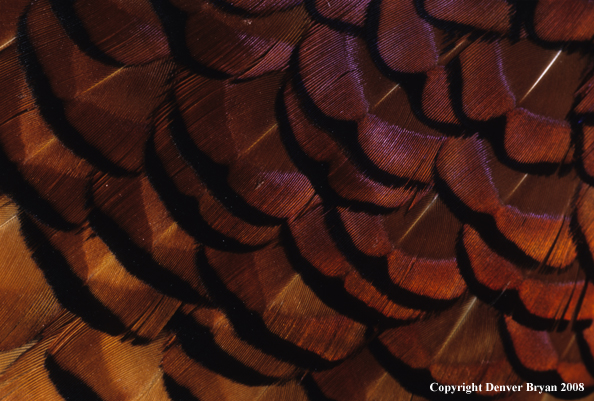 Ring-necked pheasant body feathers