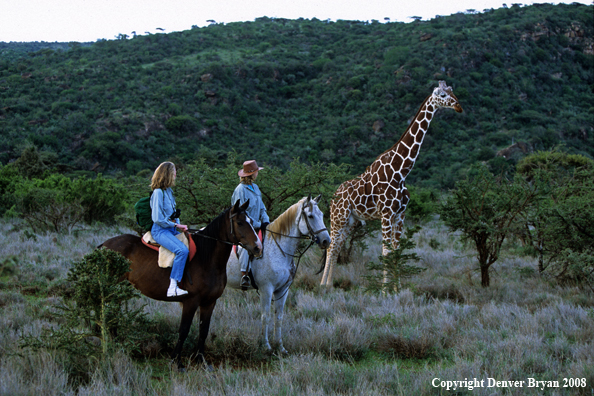 Women Horseback Riders with Giraffe