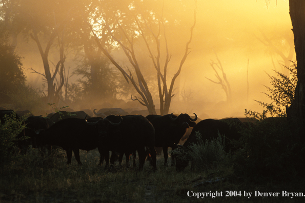 Herd of Cape Buffalo in habitat.