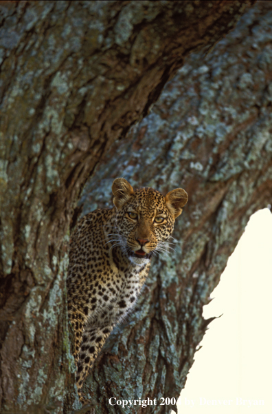 Leopard in tree. Africa