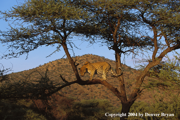 Leopard in tree. Africa