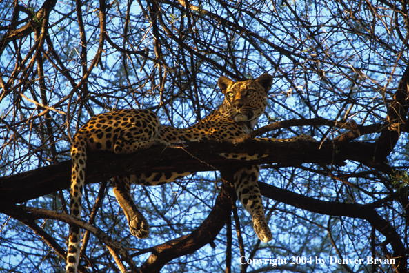 Leopard in tree. Africa