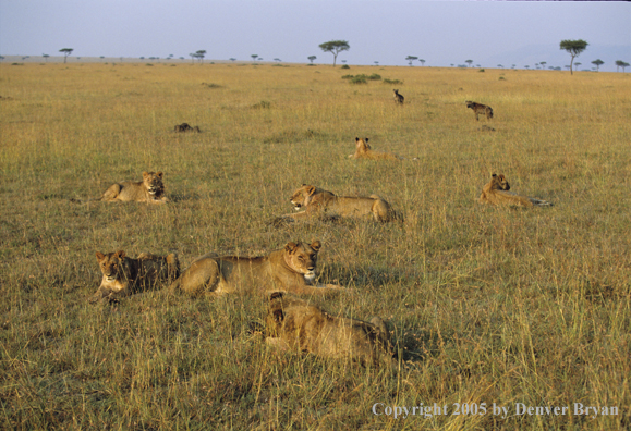 Pride of African lions in habitat.