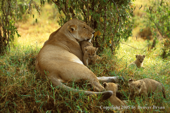 Lion cubs with lioness. Africa.