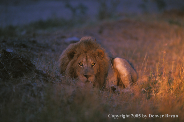 Male African lion in habitat. Africa