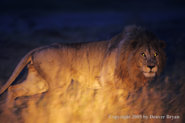 African lion in the bush at night.