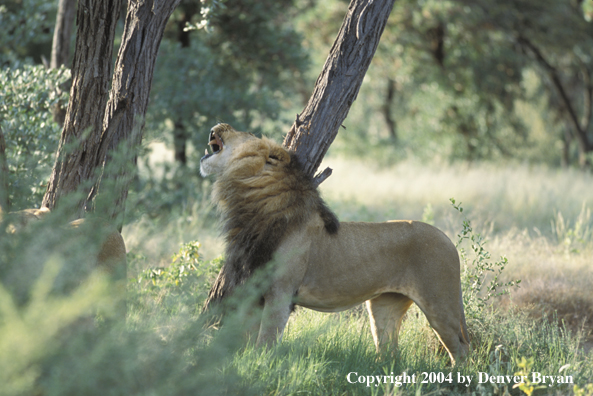 Male African lion in habitat. Africa