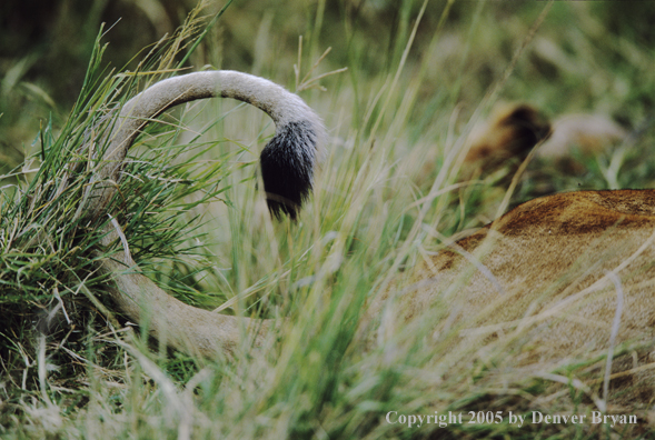 Tail of African lion.