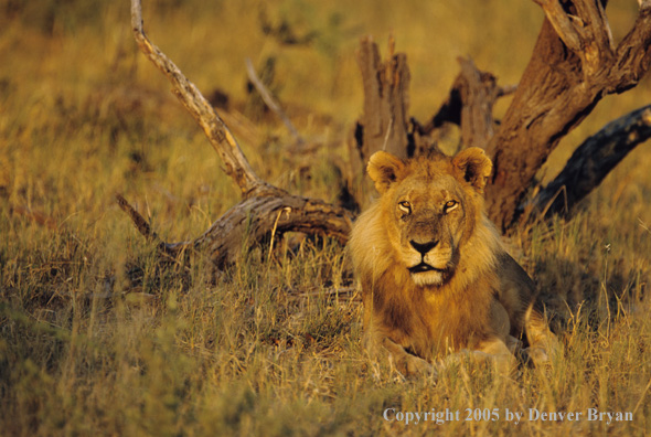 African lion in habitat.